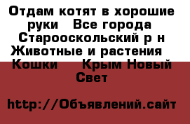 Отдам котят в хорошие руки - Все города, Старооскольский р-н Животные и растения » Кошки   . Крым,Новый Свет